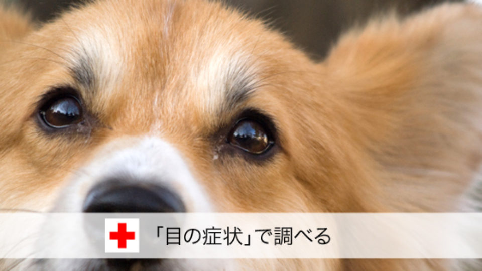 症状で調べる 目の症状 犬の病気検索 愛犬の いつもと違う をすぐチェック 目やに 目が赤い 目が白濁 涙を流す等