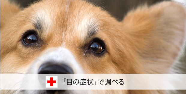 症状で調べる 目の症状 犬の病気検索 愛犬の いつもと違う をすぐチェック 目やに 目が赤い 目が白濁 涙を流す等