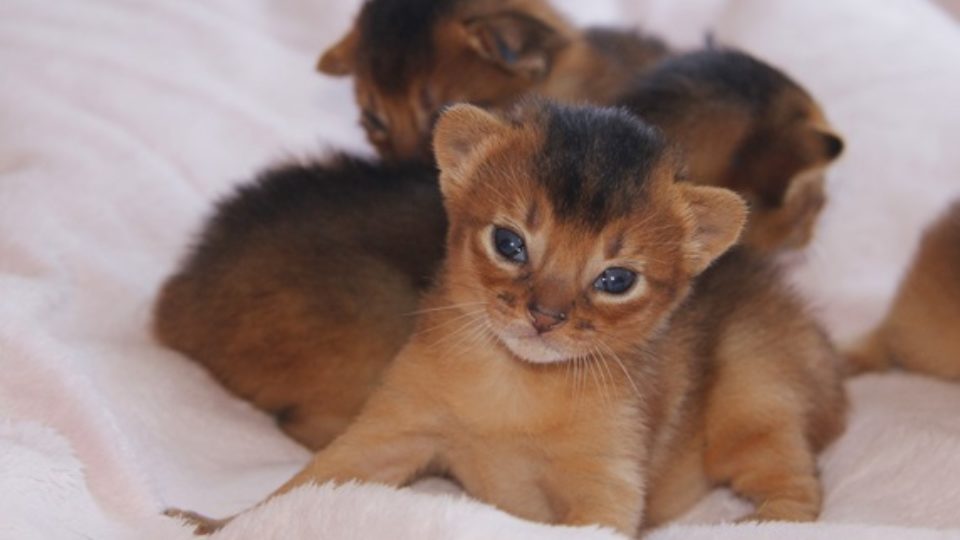 キャットブリーダー編（3） 誕生日のわからない子猫の月齢を、チェック 