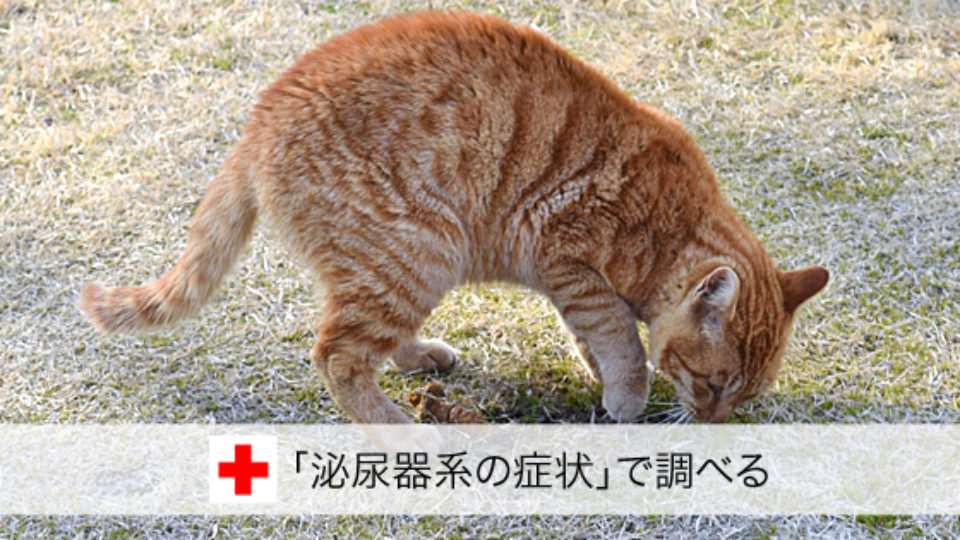 症状で調べる 血尿 おしっこ出ない 下痢 泌尿器系の症状 猫の病気検索 愛猫の いつもと違う をすぐチェック