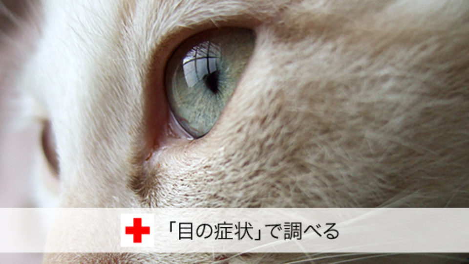 症状で調べる 目の症状 猫の病気検索 愛猫の いつもと違う をすぐチェック 目やに 目が赤い 涙を流す等