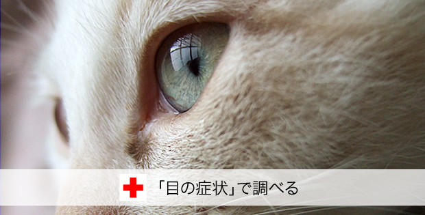 症状で調べる 目の症状 猫の病気検索 愛猫の いつもと違う をすぐチェック 目やに 目が赤い 涙を流す等