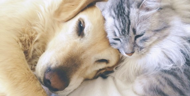 仲良く眠るゴールデンレトリーバーと猫