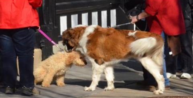 愛犬のボディランゲージを学ぼう 行動学の専門獣医師が解説