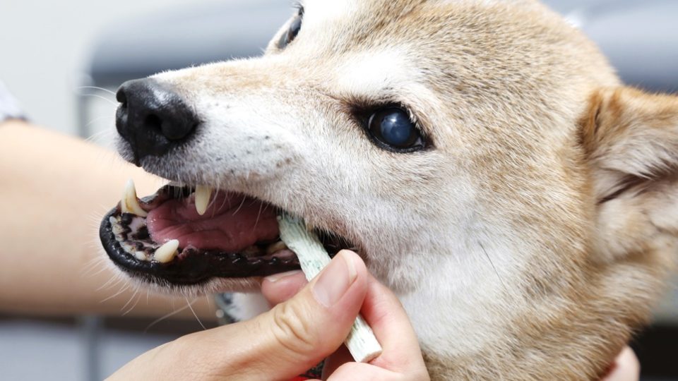 愛犬の 歯磨き をあきらめた方 必読 獣医師が教えるオーラルケア 1 初級 ガム編 歯周病 口臭予防