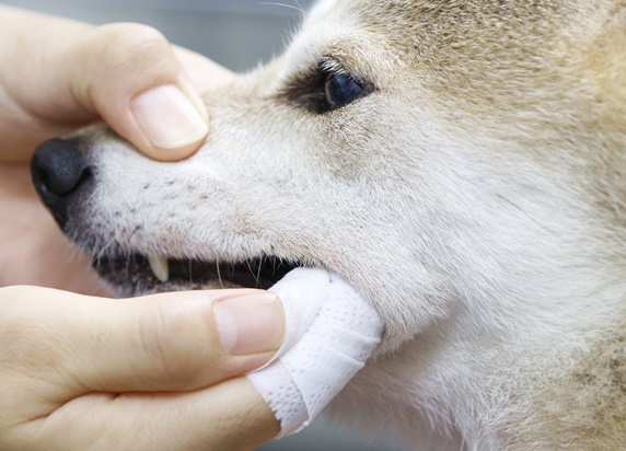 愛犬の 歯磨き をあきらめた方 必読 獣医師が教えるオーラルケア 3 中級 歯みがき準備編 歯周病 口臭予防