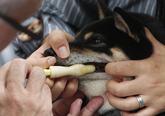 愛犬の 歯磨き をあきらめた方 必読 獣医師が教えるオーラルケア 3 中級 歯みがき準備編 歯周病 口臭予防