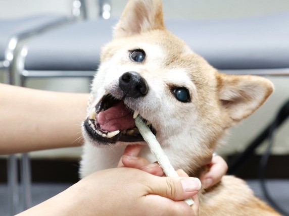 愛犬の 歯磨き をあきらめた方 必読 獣医師が教えるオーラルケア 2 初級 ガム編