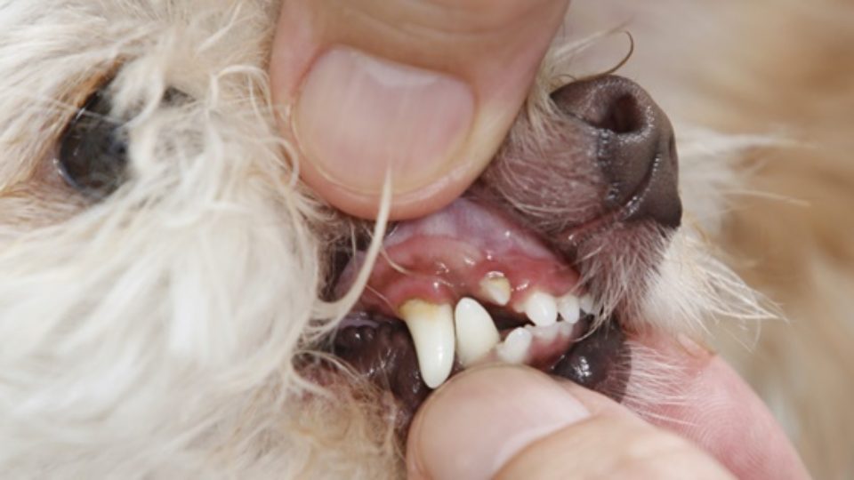 愛犬の 歯磨き をあきらめた方 必読 獣医師が教えるオーラルケア 6 上級 歯みがき編