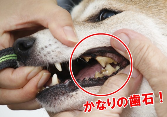 愛犬の 歯磨き をあきらめた方 必読 獣医師が教えるオーラルケア 5 上級 歯みがき編 歯周病 口臭予防