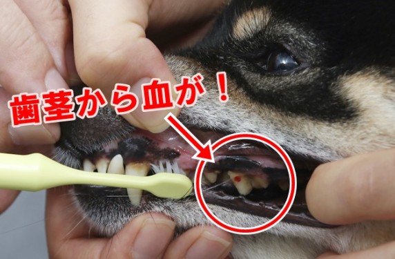 愛犬の 歯磨き をあきらめた方 必読 獣医師が教えるオーラルケア 6 上級 歯みがき編