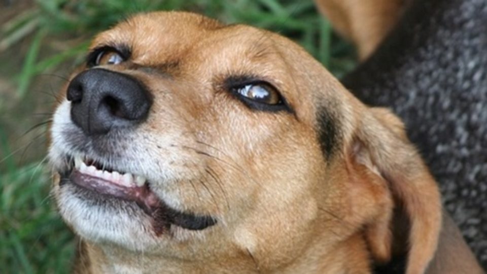 お困りごとｎo 1 愛犬の 本気噛み の防ぎ方 やめさせ方を学ぼう