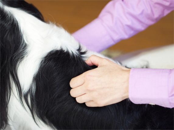 愛犬のケアに 基本のtタッチを覚えよう 動画アリ