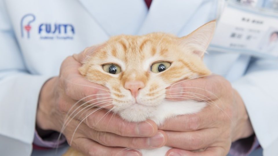 猫は虫歯がないって本当 歯周病は 専門医に学ぶ 猫のオーラルケア 病気編 歯石 口臭 口内炎