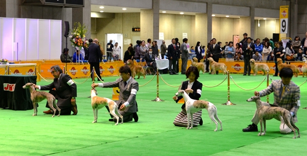【希少品】 ジャパンケネルクラブ チャンピオンドッグショー 受賞リボン 骨董品 展覧会システムの改正について 解説(2) (2022年4月～) | 一般