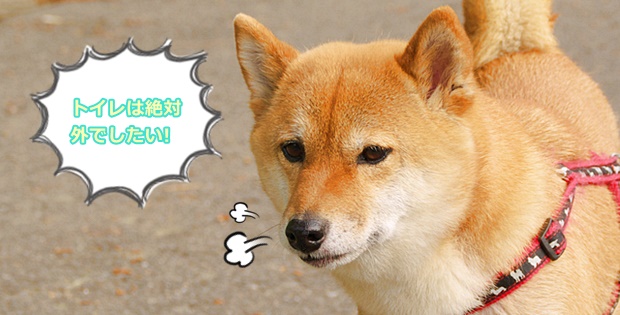 外でしか排泄しない 食糞 マーキング 高齢で粗相が増えた そんな愛犬の排泄にまつわるお困り事にアドバイス