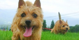 曇りの日に公園を散歩するノーリッチテリア