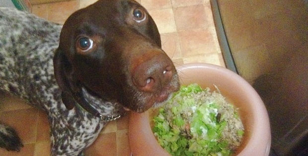 氷おやつや夏野菜でヒヤヒヤと水分補給を 愛犬の夏バテ対策