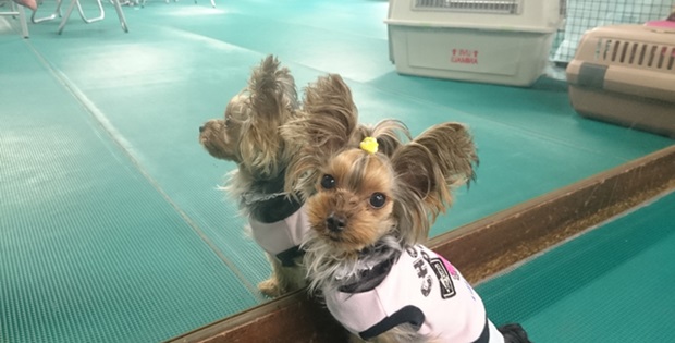 犬は鏡に映った姿を自分だと理解ができるのか ドッグトレーナー連載