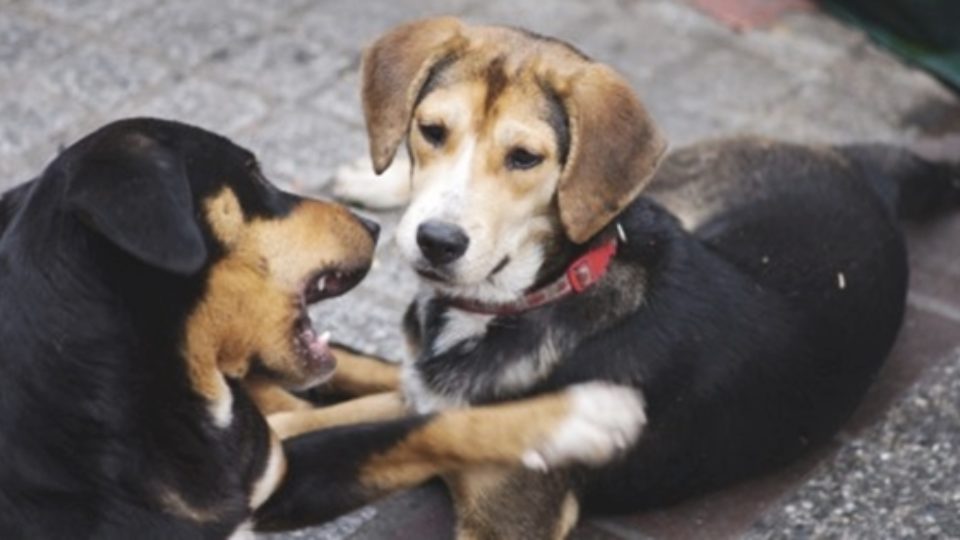 犬のマウンティング行動はなぜ放置してはいけない 行動学の専門獣医師が解説