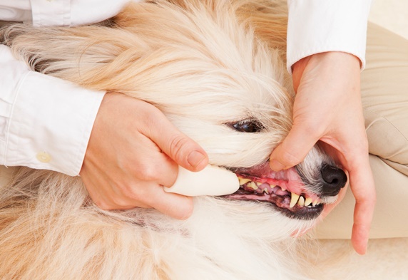 プロ直伝 愛犬の 歯みがき シート 歯ブラシを使った本格ケアに挑戦 保存版 矢崎潤インストラクター