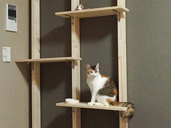 猫棚DIY美鈴さん