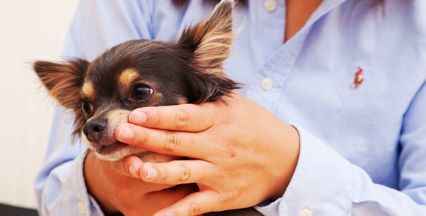 プロ直伝 愛犬の 歯みがき はホメホメで解決 抱き方 触り方編 これができればトレーニングは８割完了 保存版