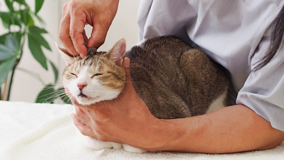 健康促進とご長寿を目指して！シニア猫に最適なツボ刺激とマッサージ法
