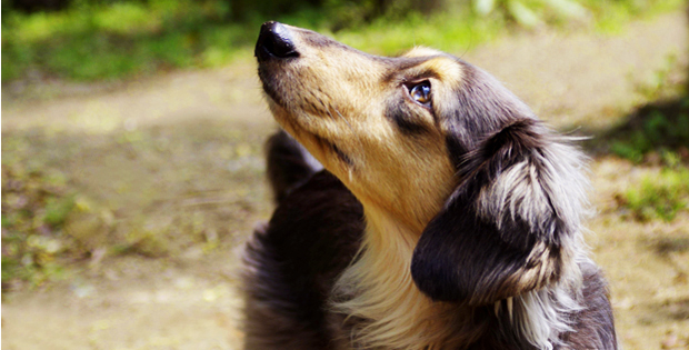 (CD)愛犬家のためのペットロス回復プログラム ~ペットロス症候群を癒すセラピーCD~ 人間として生きた犬の心: ペットロスの深い悲しみ | 和戸川 純