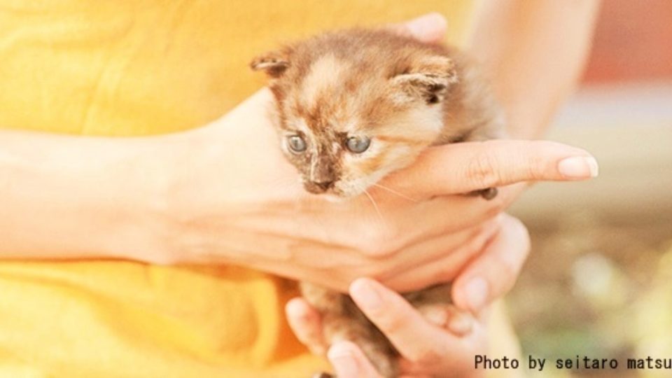 野良猫を飼い始めるときは、ウイルス検査を！