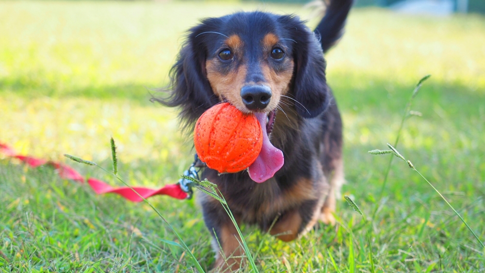 犬の 遊び はここまで深かった 絆を深める効果的な遊び方 ドッグトレーナー連載