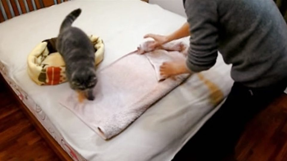 冬の寝床にdiy 毛布とタオルの猫ベッド
