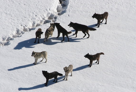 Gibbon wolf pack standing on snow; Doug Smith; March 2007