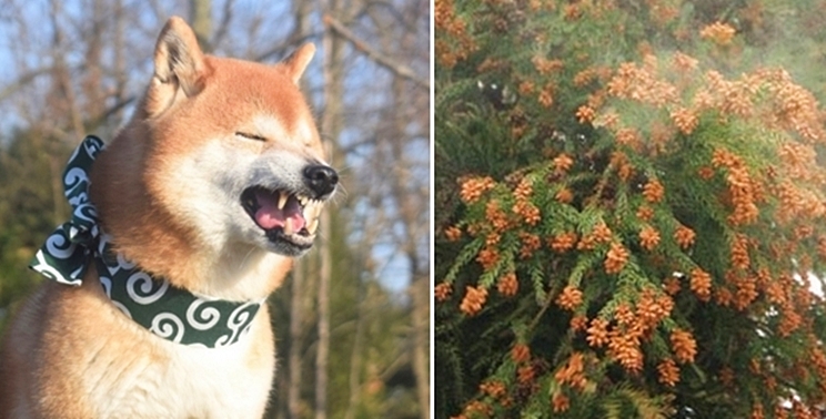 花粉が舞う杉とくしゃみをする柴犬