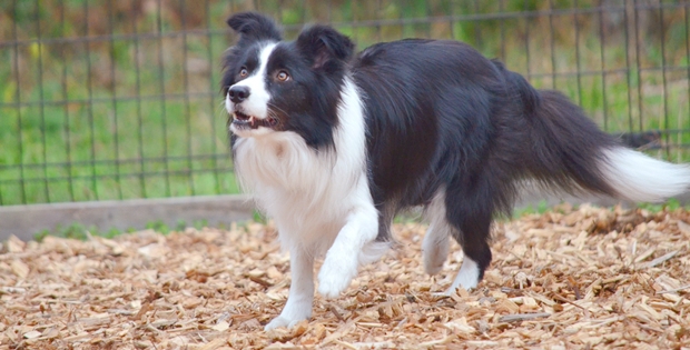 同じ犬種でも性格がぜんぜん違う タイプってなんだ ドッグトレーナー連載