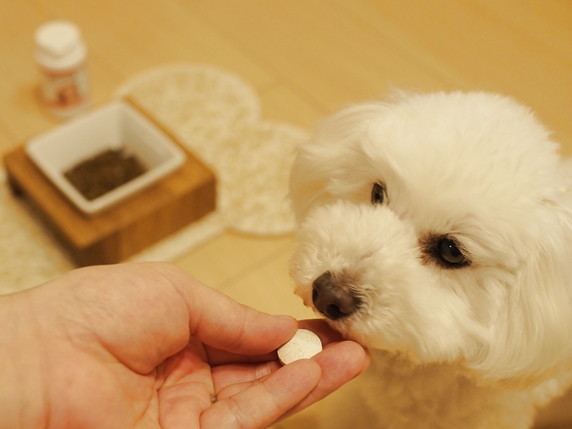 犬の健康寿命に差をつける関節ケア 1歳過ぎたら気をつけて リハビリ専門獣医師に聞きました