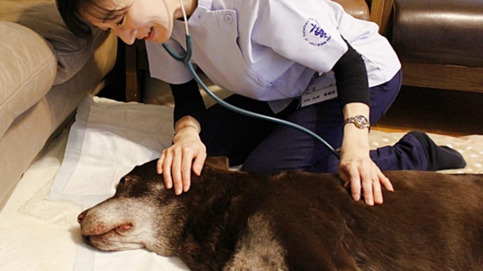 「15歳を迎えた大型犬の往診」に密着。自宅でできるシニア犬の治療と介護