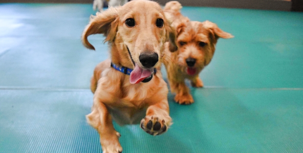 社会化期だけじゃない 犬の成長に大切な 若齢期 を知っていますか ドッグトレーナー連載