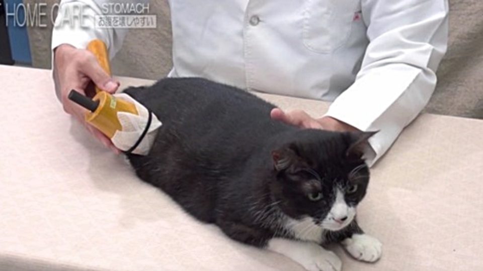 脚 背中 お腹のツボを温める お灸を使った猫のケア