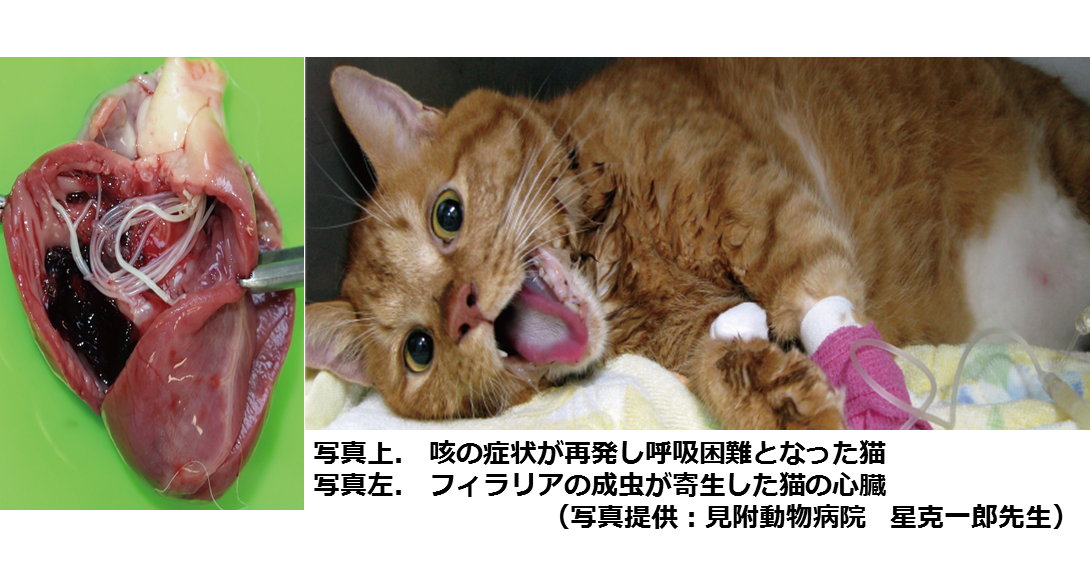 傾く 固める より良い 猫 サナダムシ 薬 Catalysthealth Net