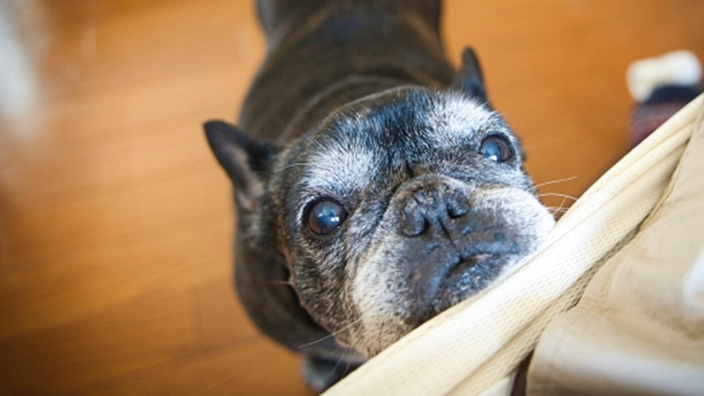 犬の健康寿命を延ばす環境づくり 元気で長生きを実現するためにできることとは