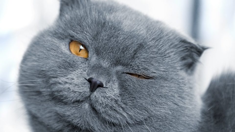 猫がウインクするのは 猫の親愛コミュニケーションを行動学の専門獣医師が解説