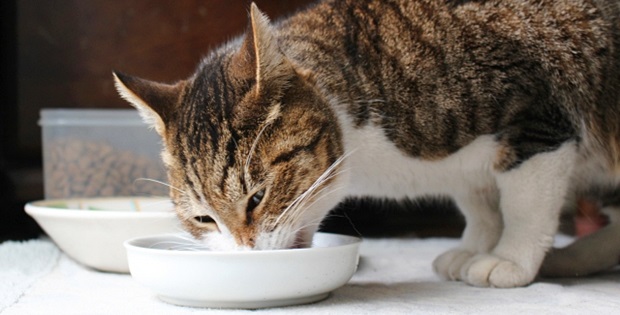 マニュアル通りでホントにいいの 愛猫に合った食事管理をしよう 猫専門医 服部幸のここだけの話