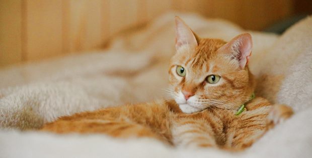 猫の 異嗜症 は命に関わりかねない異常行動 行動学の専門獣医師が解説