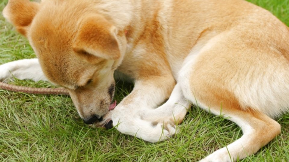 犬のアレルギー性皮膚炎とは 痒がる原因 対処法 皮膚専門の獣医師が解説