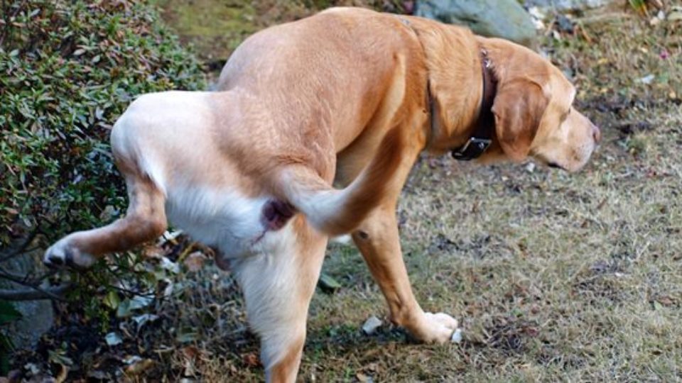 意味 犬 パブロフ の パブロフの犬（Pavlov's Dog）～条件反射と無条件反射に代表される「古典的条件付け」の研究に用いられた犬