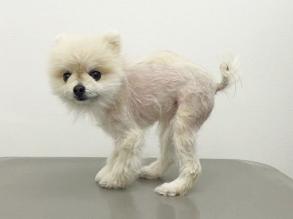 犬の脱毛症 抜け毛 の症状と原因は 皮膚専門の獣医師が解説