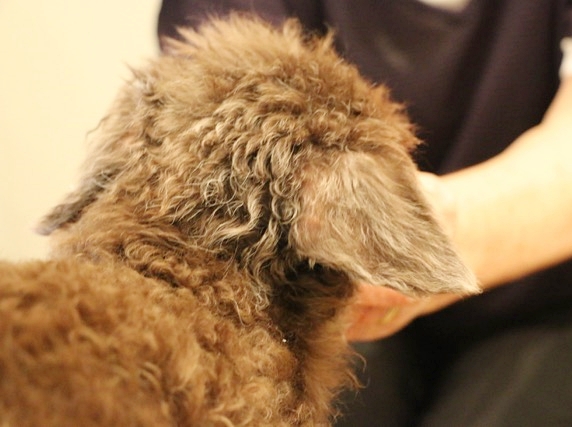 犬の脱毛症 抜け毛 の症状と原因は 皮膚専門の獣医師が解説