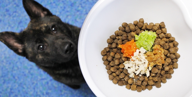 獣医師に学ぶペット栄養学 愛犬がゴハンを残す 食べない 消化できないときの対策