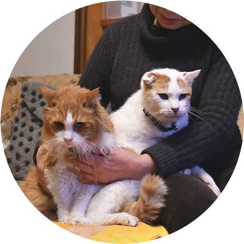 シニア猫のケア介護 どこまで自分で 動物看護師 に頼める在宅ケアサポートに同行